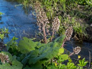 Petasites hybridus - Butterbur - Pestskråp