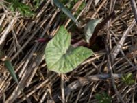 Petasites spurius Dalköpinge ängar, Trelleborg, Skåne, Sweden 20150411_0001