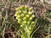 Petasites spurius Dalköpinge ängar, Trelleborg, Skåne, Sweden 20150411_0007