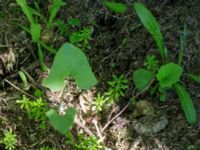 Petasites spurius Lilla Frö, Mörbylånga, Öland, Sweden 20170526_0120