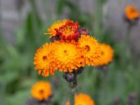 Pilosella aurantiaca Louisedalsgården, Käglinge, Malmö, Skåne, Sweden 20210610_0038