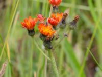 Pilosella aurantiaca Tittentevägen, Svedala, Skåne, Sweden 20160617_0061