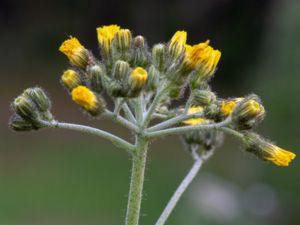 Pilosella cymosa - Vätfibbla