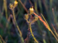 Pilosella cymosa var. gottlandica Mysinge alvar, Mörbylånga, Öland, Sweden 20150605_0286