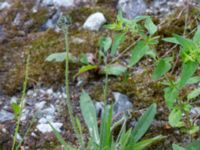 Pilosella cymosa var. pubescens Marmorbruket, Krokek, Norrköping, Östergötland, Sweden 20190608_0348
