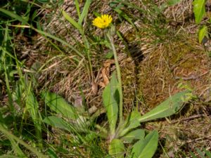 Pilosella flagellaris - Shetland Mouse-ear-hawkweed - Gisselfibbla