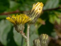 Pilosella flagellaris Klosters fälad, Lund, Skåne, Sweden 20190618_0105