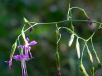 Prenantes purpurea Botaniska trädgården, Lund, Skåne, Sweden 20180701_0013