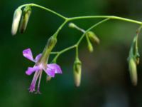 Prenantes purpurea Botaniska trädgården, Lund, Skåne, Sweden 20180701_0019