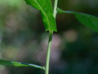 Prenantes purpurea Botaniska trädgården, Lund, Skåne, Sweden 20180701_0020