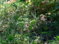 Prenantes purpurea Botaniska trädgården, Lund, Skåne, Sweden 20180701_0021