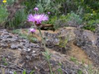 Psephellus pulcherrimus David Gareji Monastery, Kakheti, Georgia 20180429_2958