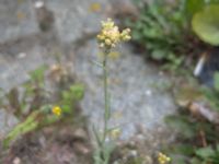 Pseudognaphalium luteoalbum Tandvårdshögskolan, Malmö, Skåne, Sweden 20240917_09172024102505125