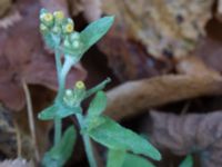 Pseudognaphalium luteoalbum UB-parken, Lund, Skåne, Sweden 20161008_0003