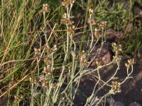 Pseudognaphalium luteoalbum Ulvögatan, Malmö, Skåne, Sweden 20170916_0221