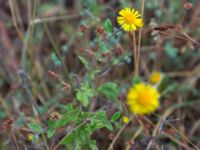 Pulicaria dysenterica Sevastopol-Yalta, Crimea, Russia 20150915_0368