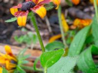 Rudbeckia hirta Svedala jorddeponi, Svedala, Skåne, Sweden 20231021_0062