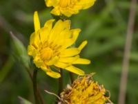 Scorzonera hispanica Scoutstugan, Bunkeflostrand, Malmö, Skåne, Sweden 20160619_0009