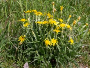 Scorzonera humilis - Viper's-grass - Svinrot