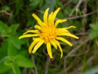 Scorzonera humilis Fuktängen, Toarp, Malmö, Skåne, Sweden 20240525_0118