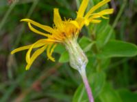 Scorzonera humilis Fuktängen, Toarp, Malmö, Skåne, Sweden 20240525_0119