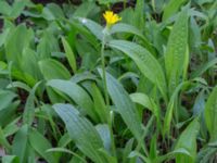 Scorzonera humilis Halltorps Hage, Borgholm, Öland, Sweden 20170525_0343