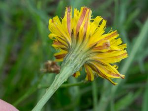 Scorzoneroides autumnalis - Fall Dandelion - Höstfibbla