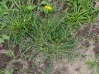 Scorzoneroides autumnalis Svarta hål, Revingefältet, Lund, Skåne, Sweden 20160703_0046