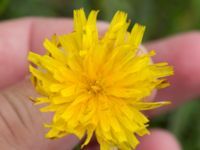 Scorzoneroides autumnalis Svarta hål, Revingefältet, Lund, Skåne, Sweden 20160703_0048