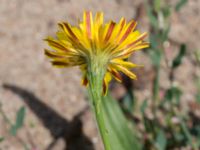 Scorzoneroides autumnalis Svarta hål, Revingefältet, Lund, Skåne, Sweden 20160703_0056