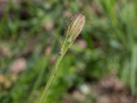 Scorzoneroides autumnalis Svarta hål, Revingefältet, Lund, Skåne, Sweden 20160703_0061