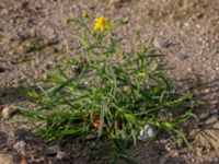 Senecio inaequidens Centralen, Malmö, Skåne, Sweden 20181020_0057