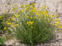 Senecio inaequidens Lindängelunds rekreationsområde, Malmö, Skåne, Sweden 20150829_0033