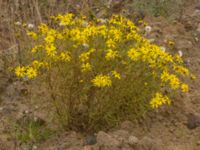 Senecio inaequidens Norra hamnen, Malmö, Skåne, Sweden 20221031_0018