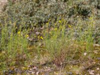 Senecio inaequidens Scaniaparken, Malmö, Skåne, Sweden 20150726_0014