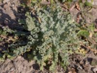 Senecio leucanthemifolius ssp. vernalis Lindängelunds rekreationsområde, Malmö, Skåne, Sweden 20150930_0014