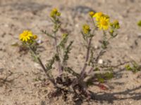 Senecio leucanthemifolius ssp. vernalis Norra hamnen, Malmö, Skåne, Sweden 20220430_0077