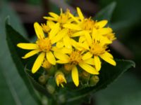 Senecio sarracenicus Farhults kyrka, Höganäs, Skåne, Sweden 20180718_0117