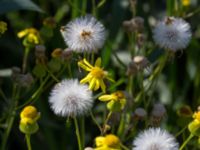 Senecio sylvaticus Grodreservatet, Norra hamnen, Malmö, Skåne, Sweden 20160612_0006