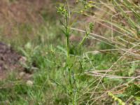 Senecio sylvaticus Kumleröd, Tågra, Sjöbo, Skåne, Sweden 20160703_0077