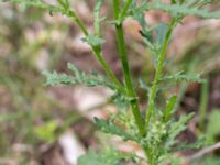 Senecio sylvaticus Kumleröd, Tågra, Sjöbo, Skåne, Sweden 20160703_0078