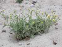 Senecio viscosus Hallands Väderö, Båstad, Skåne, Sweden 20160807_0059