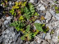 Senecio vulgaris Ö hamnen, Klagshamns udde, Malmö, Skåne, Sweden 20150702_0059