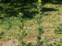 Senecio vulgaris Lokstallarna, Malmö, Skåne, Sweden 20160601_0083