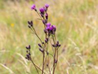 Serratula tinctoria Skjutbanan, Lernacken, Malmö, Skåne, Sweden 20190727_0030