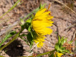 Silphium laciniatum - Compassplant - Kompassört