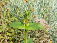 Silphium perfoliatum Södra varvsbassängen, Malmö, Skåne, Sweden 20231014_0175