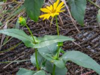 Silphium perfoliatum Södra varvsbassängen, Malmö, Skåne, Sweden 20231014_0176