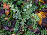 Silybum marianum Olshögsvägen, Lund, Skåne, Sweden 20181028_0002