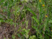 Silybum marianum Ulricedal, Malmö, Skåne, Sweden 20190701_0017